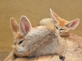 Fennec Fox cute ears baby sleeping