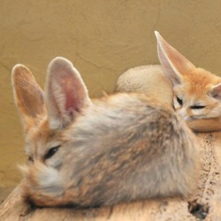 Fennec Fox cute ears baby sleeping