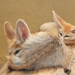 Fennec Fox cute ears baby sleeping