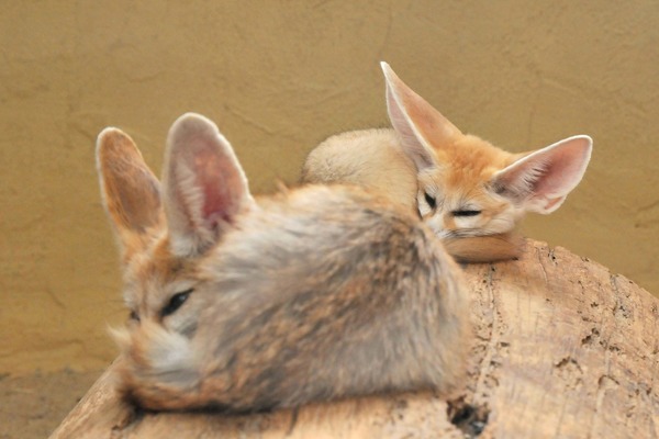 Fennec Fox cute ears baby sleeping