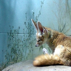 Fennec Fox cute ears big Vulpes zerda