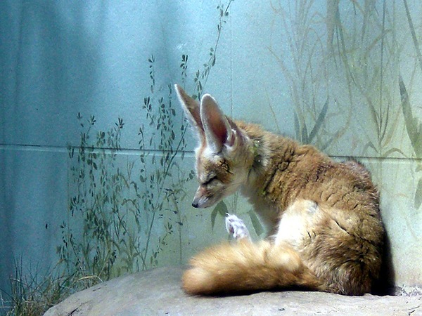 Fennec Fox cute ears big Vulpes zerda