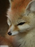 Fennec Fox Photo Gallery