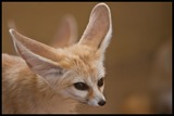 Fox Galleries