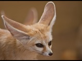 Fennec Fox cute ears cub photo