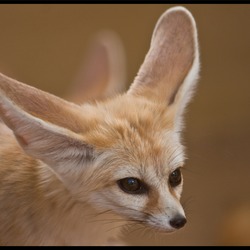 Fennec Fox cute ears cub photo