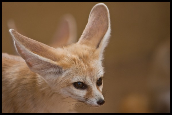 Fennec Fox cute ears cub photo