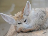 Fennec Fox cute ears cub pup wild