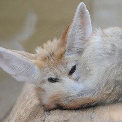 Fennec Fox cute ears cub pup wild
