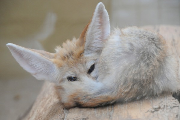 Fennec Fox cute ears cub pup wild