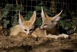 Small Land Mammals