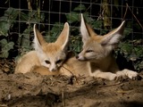 Fennec Fox cute ears cubs Vulpes zerda