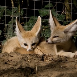 Fennec Fox cute ears cubs Vulpes zerda