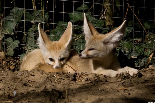 Fennec Fox cute ears cubs Vulpes zerda