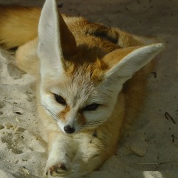 Fennec Fox cute ears curious Vulpes zerda