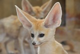 Fennec Fox Photo Gallery