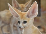 Fennec Fox cute ears cute baby Vulpes zerda
