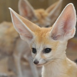 Fennec Fox cute ears cute baby Vulpes zerda