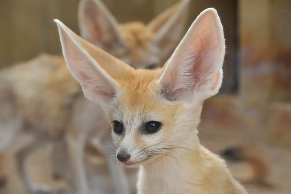 Fennec Fox cute ears cute baby Vulpes zerda