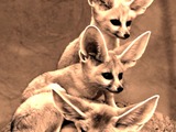 Fennec Fox cute ears edited family