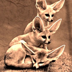 Fennec Fox cute ears edited family