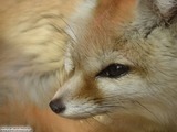 Fox Galleries