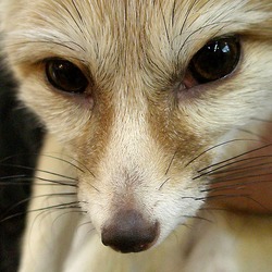 Fennec Fox cute ears face close up