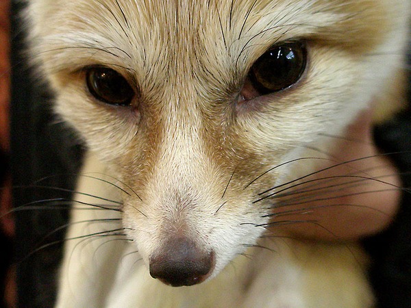 Fennec Fox cute ears face close up