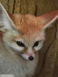 Fox Galleries
