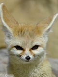 Fennec Fox cute ears face portrait