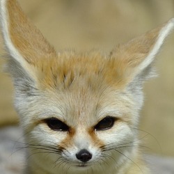 Fennec Fox cute ears face portrait
