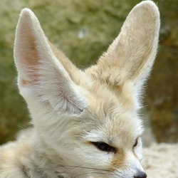 Fennec Fox cute ears face profile Vulpes zerda