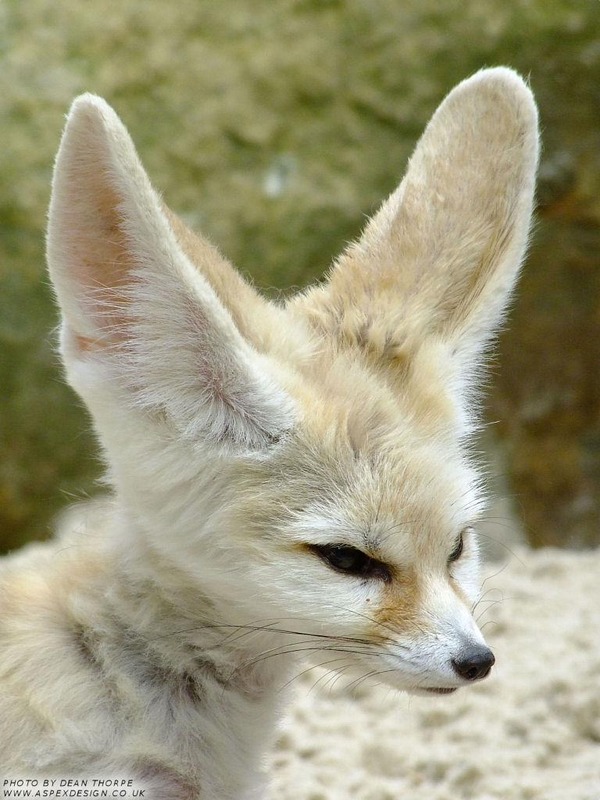 Fennec Fox cute ears face profile Vulpes zerda