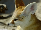 Fennec Fox cute ears face profile