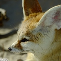 Fennec Fox cute ears face profile