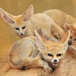 Fennec Fox cute ears family pups