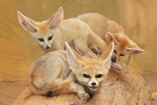 Fennec Fox cute ears family pups