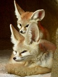 Fennec Fox Photo Gallery