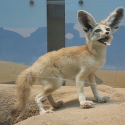 Fennec Fox cute ears happy Vulpes zerda
