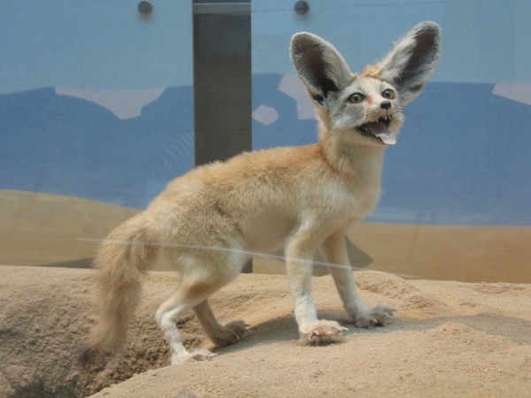 Fennec Fox cute ears happy Vulpes zerda
