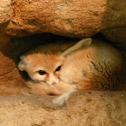 Fennec Fox cute ears hiding Vulpes zerda