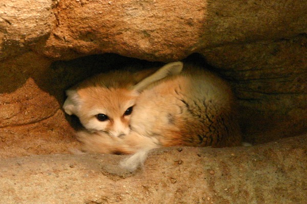 Fennec Fox cute ears hiding Vulpes zerda