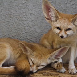 Fennec Fox cute ears kitune