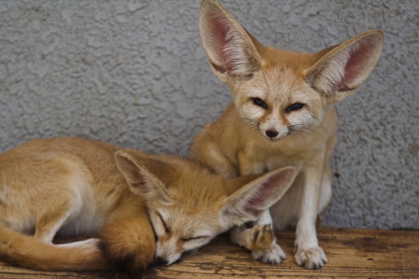 Fennec Fox cute ears kitune