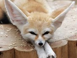 Fennec Fox cute ears lying down (2)
