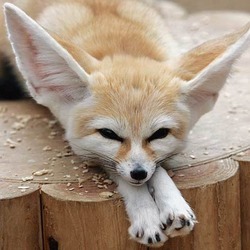 Fennec Fox cute ears lying down (2)