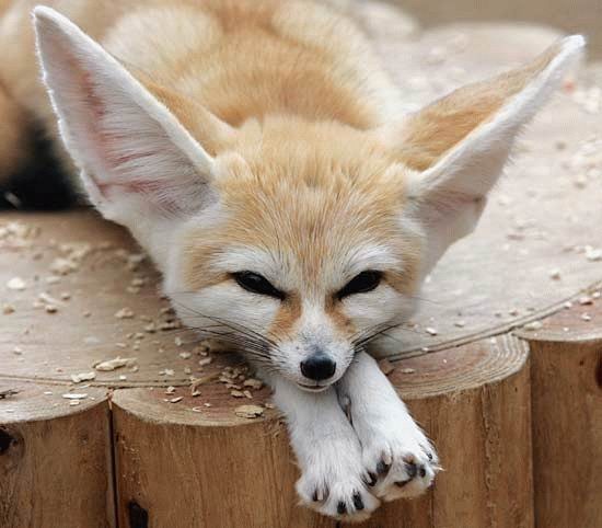 Fennec Fox cute ears lying down (2)