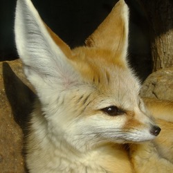Fennec Fox cute ears lying down