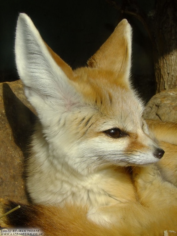 Fennec Fox cute ears lying down