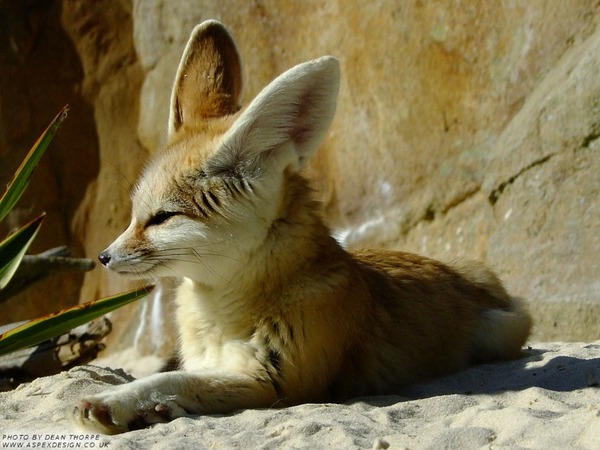 Fennec Fox cute ears majestic Vulpes zerda